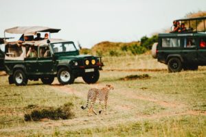 tiger