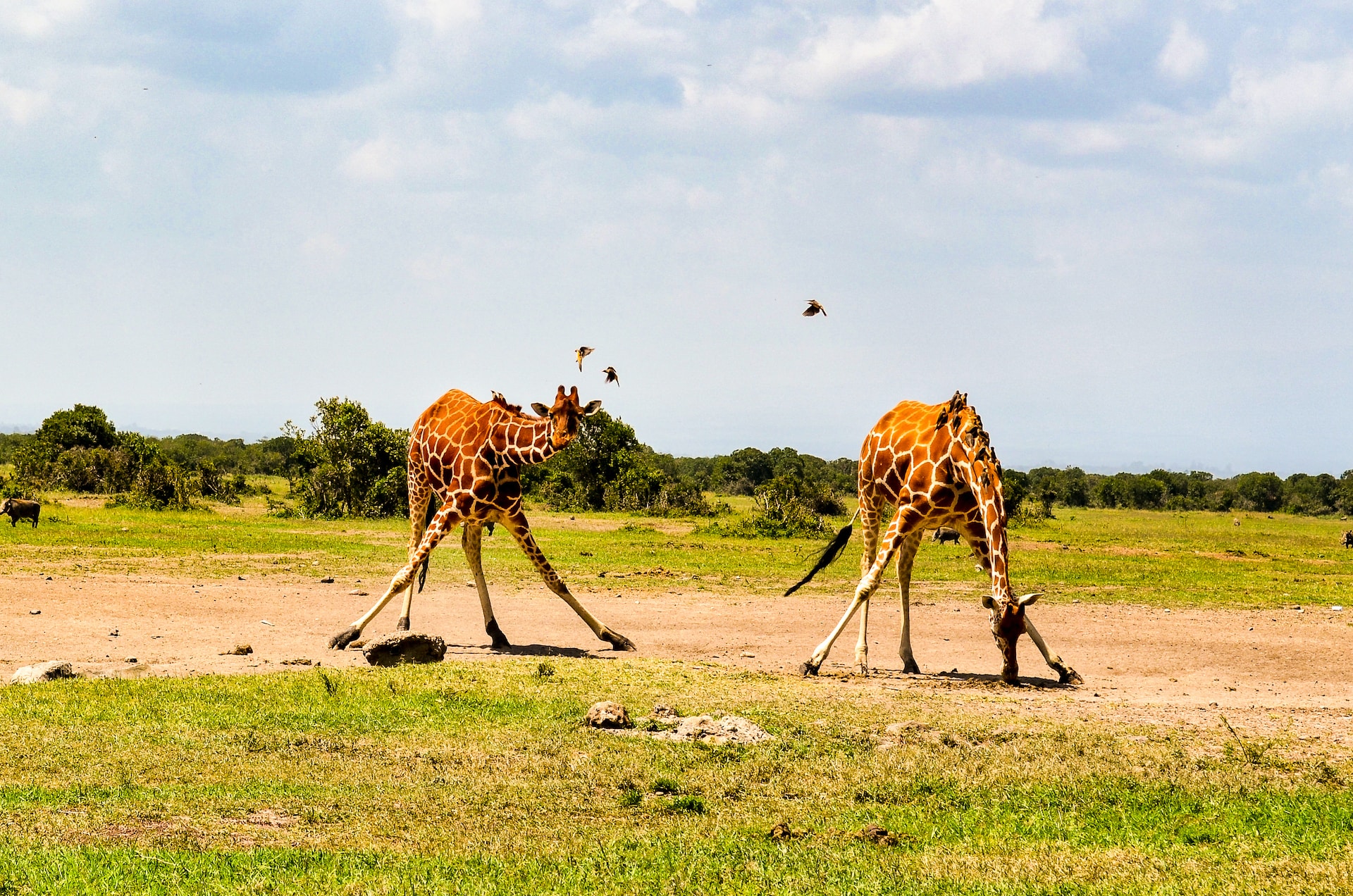 animals 