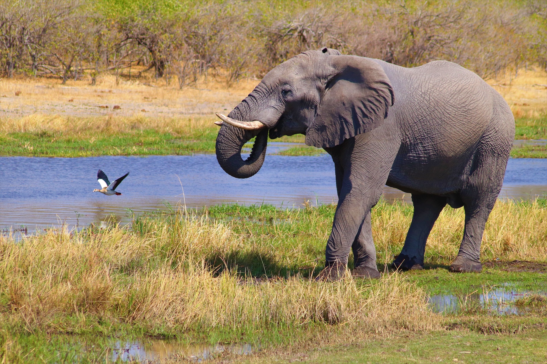 elephant